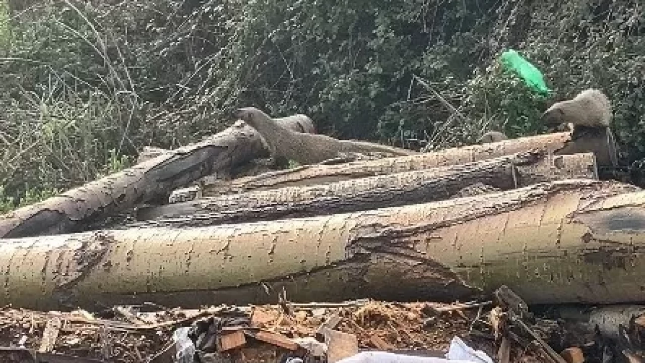 Erdemli'de yiyecek arayan sansar ailesi kamerada: Doğanın şaşırtan anları