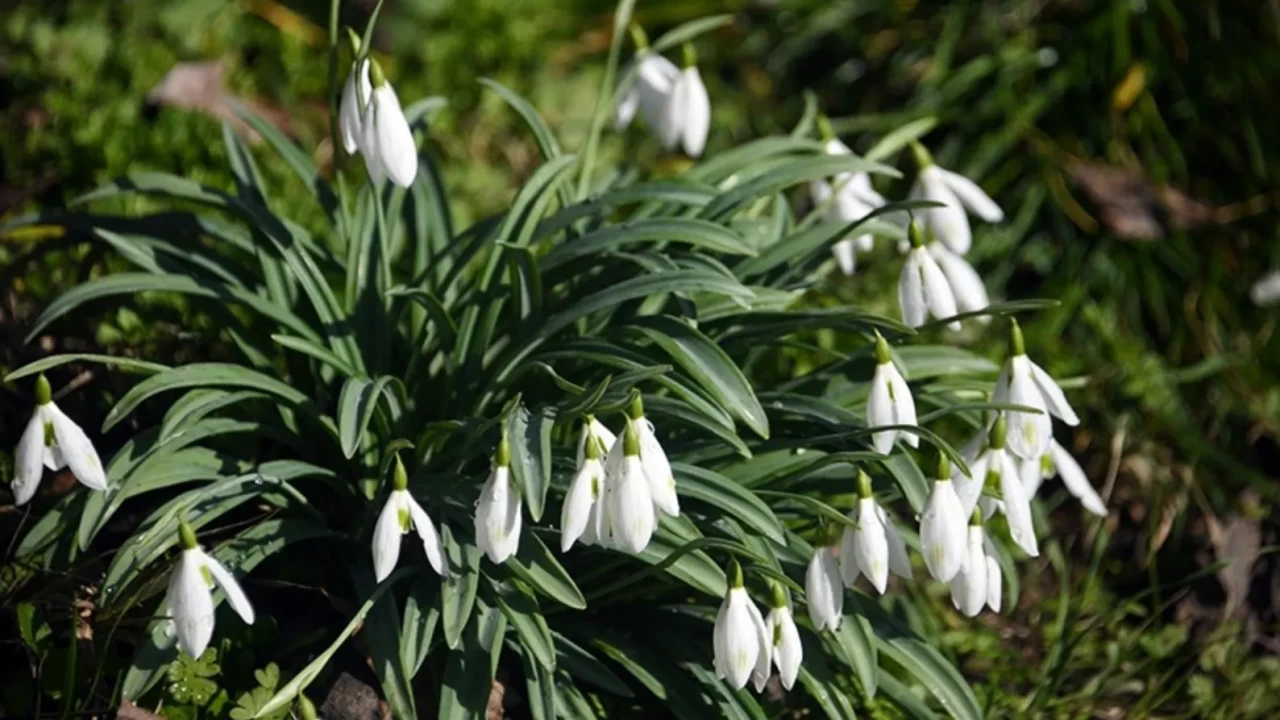 Küre Dağları'nda bahar erken geldi! Kardelenler kar görmeden yüzünü gösterdi