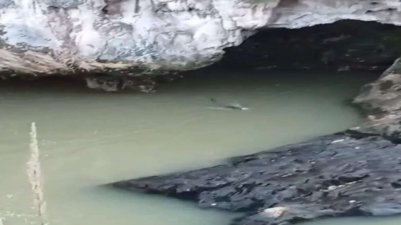 Elazığ'da nadir görüntü! Su samuru balık avlarken yakalandı