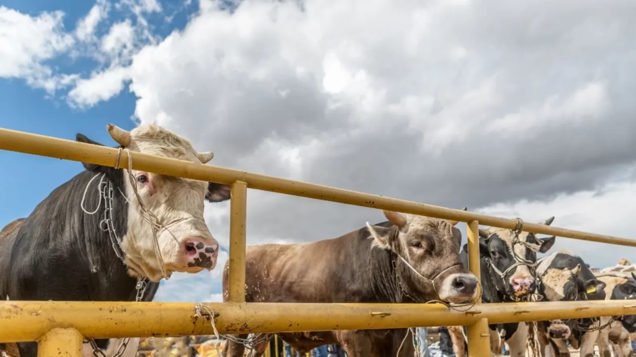 Vekâletle Kurban Kesimi Caiz mi? İşte 14 Maddelik Şartlar Listesi!