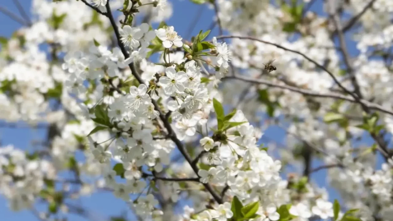 2026 Cemre Ne Zaman Düşecek? İlk Cemre Hangi Tarihte Düşer? (Güncel Takvim)