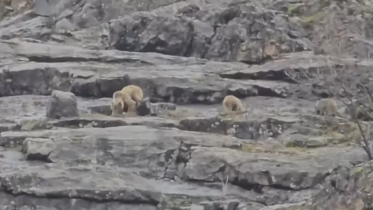 Munzur Vadisi’nde anne ayı ve yavruları kameralara böyle yakalandı