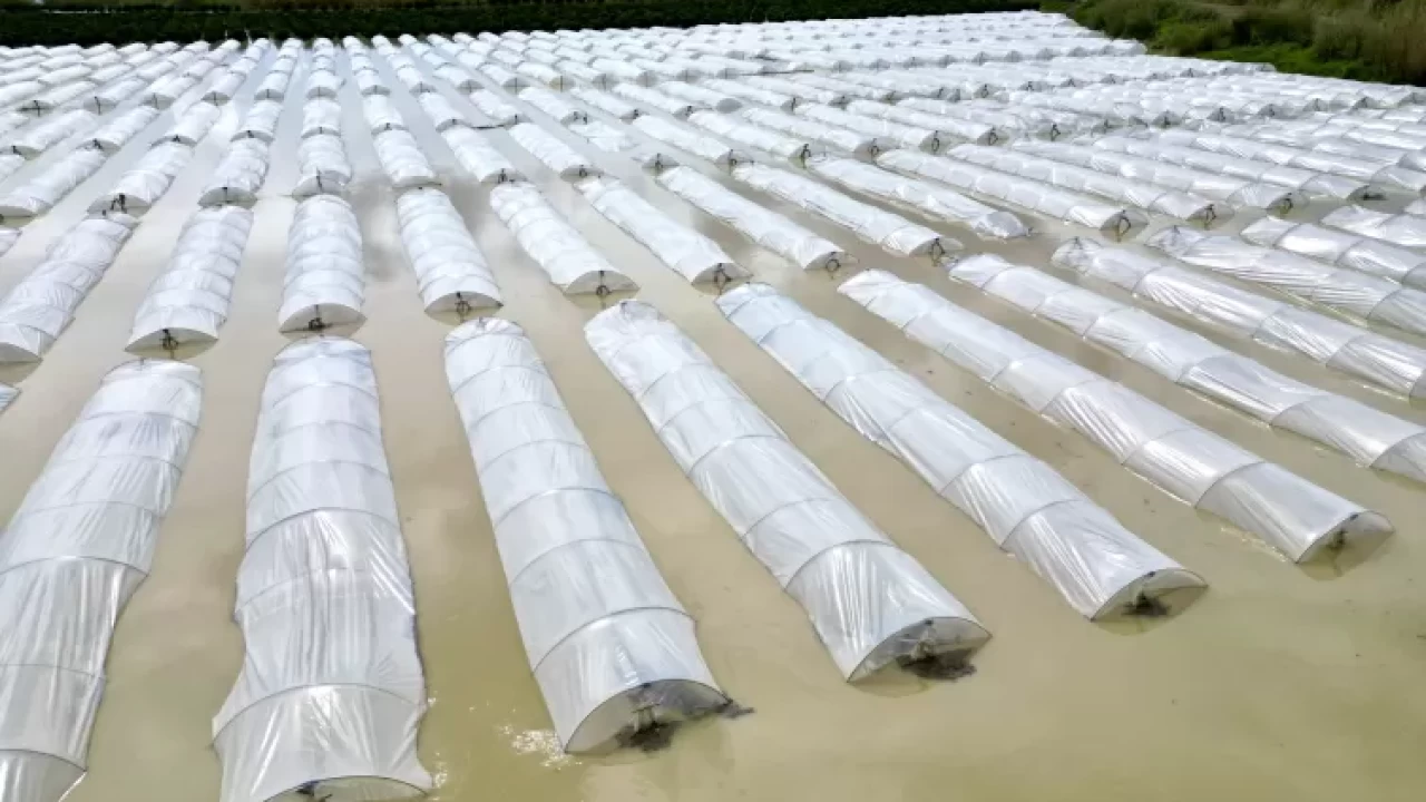 Mersin'de sağanak felaketi: Tarım arazileri sular altında kaldı