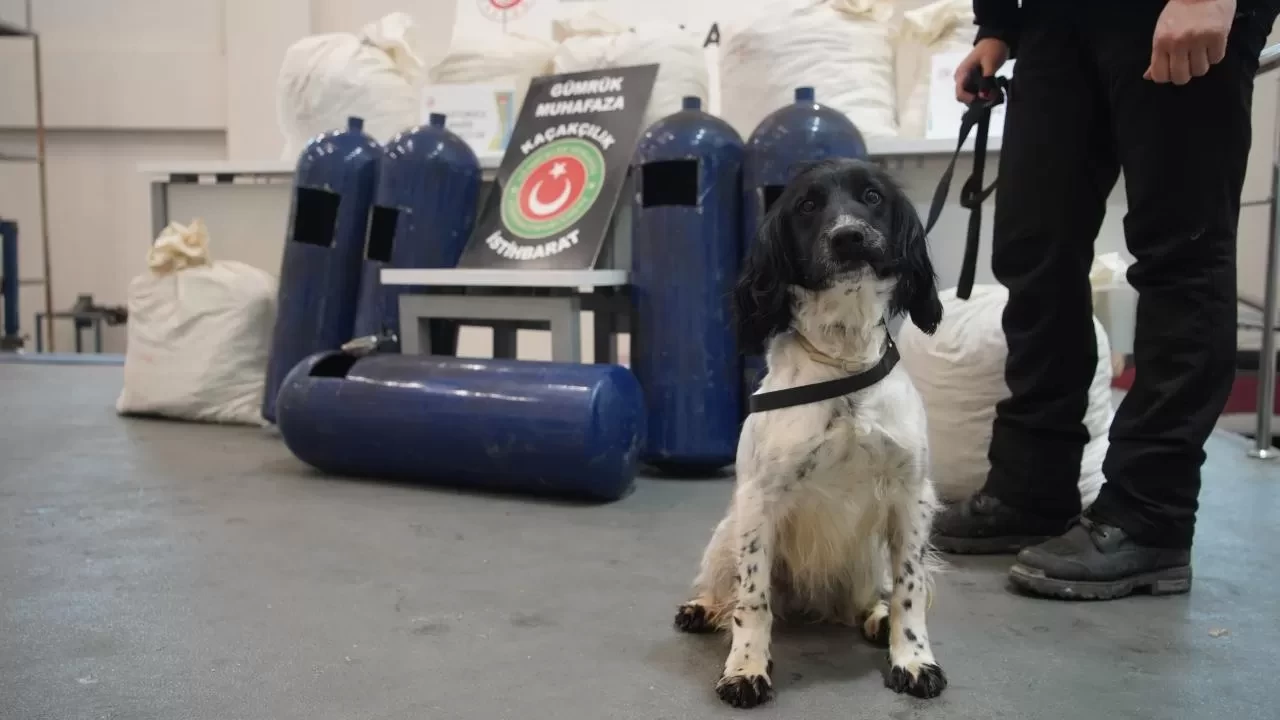 Hassas burunlar gizlenen yasaklı madde buldu