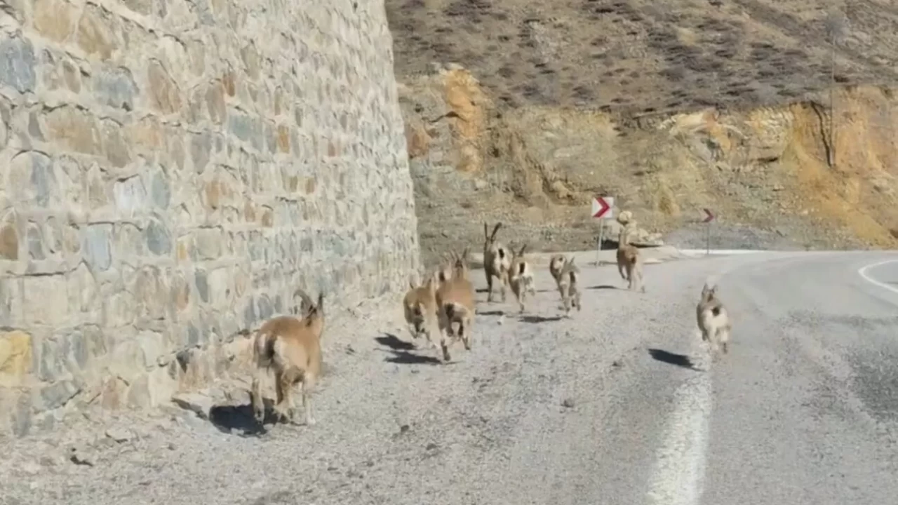 Yaban hayatının dansı görüntülendi: Gümüşhane'de yavrularıyla dolaşan keçiler