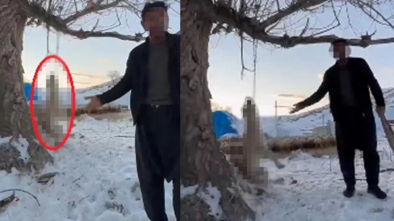 Kayseri'de vahşet: 'Çok yemek yiyor' diyerek köpeğini ağaca astı