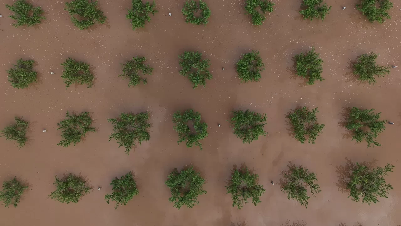 Manisa'da Gediz Nehri taştı, tarım arazileri su altında kaldı