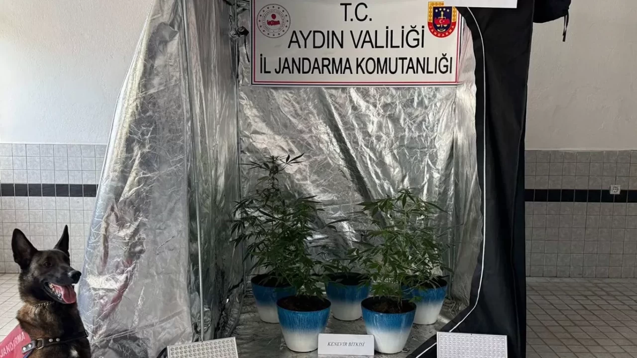 Evinde yasaklı madde yetiştirdi, jandarmadan kaçamadı