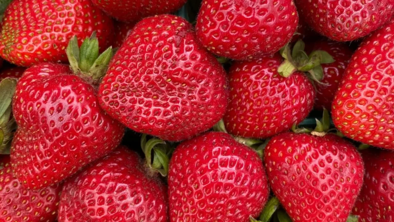 Kırmızı mucize: En popüler çilek çeşitleri ve lezzet rehberi