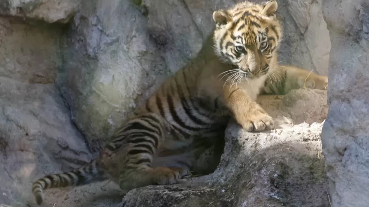 Berlin'deki Tierpark'ta Sumatra Kaplanı 'Lilly' adını aldı!