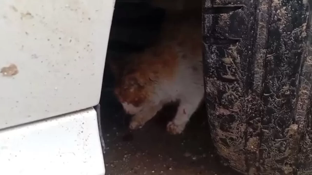 Park halindeki arabanın motoruna giren kedi, ekipler tarafından kurtarıldı