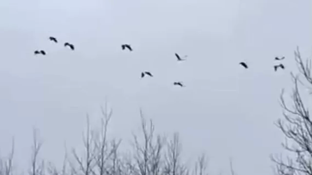 Sakarya'da leylek sürüsü mola verdi: İşte doğanın güzelliği...