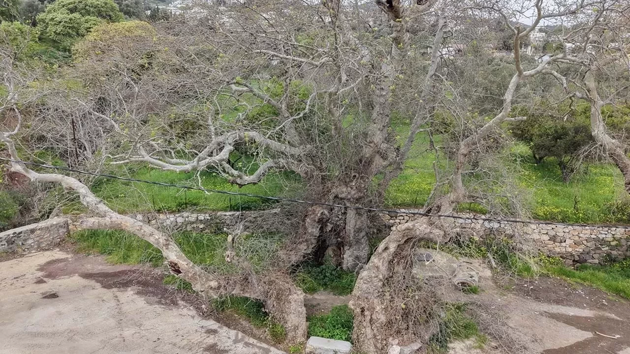 Muğla'da 2 bin yıllık olduğu tahmin edilen çınar ağacı bulundu