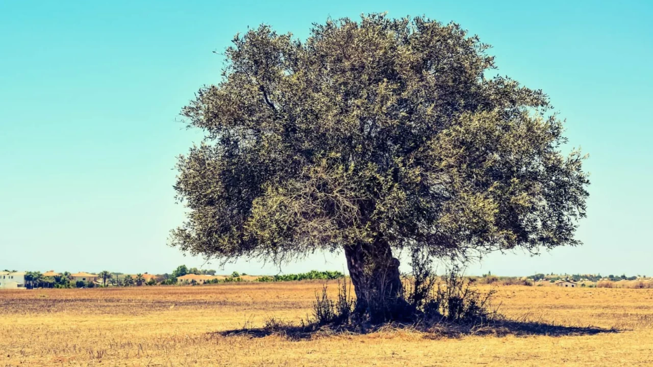 İsrailliler Filistinlilerin rızıklarını hedef aldı! Zeytin ağaçlarını tek tek yakıyorlar