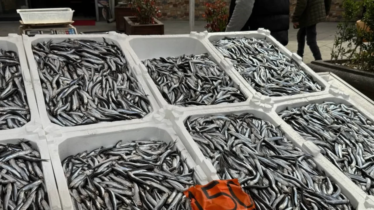 Kilosu 150 lira! Karadeniz’in incisi hamsi tezgahlara veda ediyor