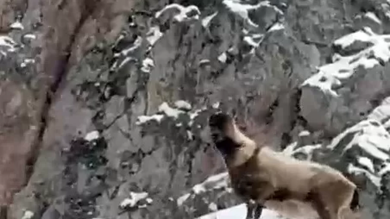 Aladağlar'ın büyüleyici doğal hayatı: Dağ keçileri ve yaban kurtları kamerada!