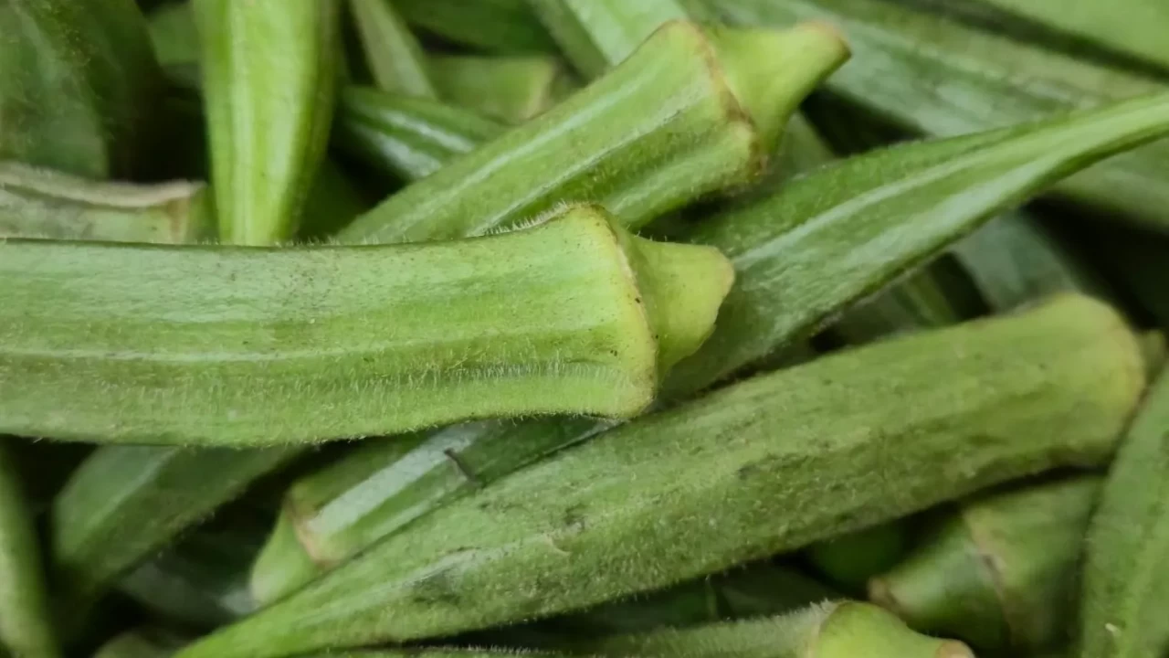 Kış soframda Ege esintisi: Dondurucu dostu taze bamya saklama rehberi