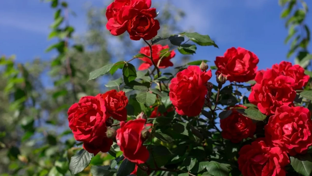 Doğanın en zarif hediyesi: Adım adım gül bakımı ve yetiştirme rehberi