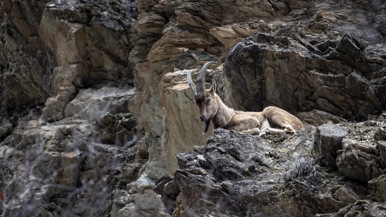 Munzur Vadisi'nde bahar hareketliliği: Yaban keçileri ve bozayılar gözlemlendi!