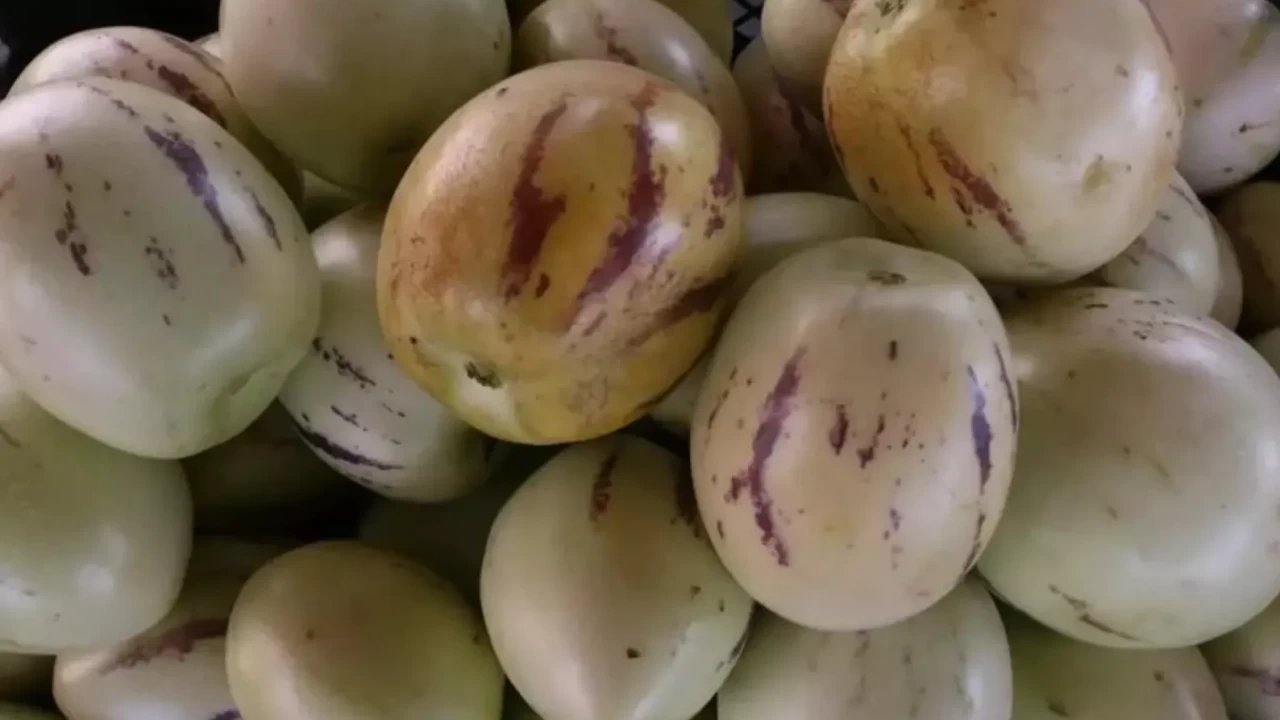 Pepino meyvesi neye iyi gelir?