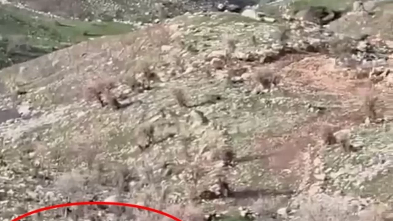 Çoban köpeğinden müthiş savunma: Koyunları domuzlardan kurtardı!