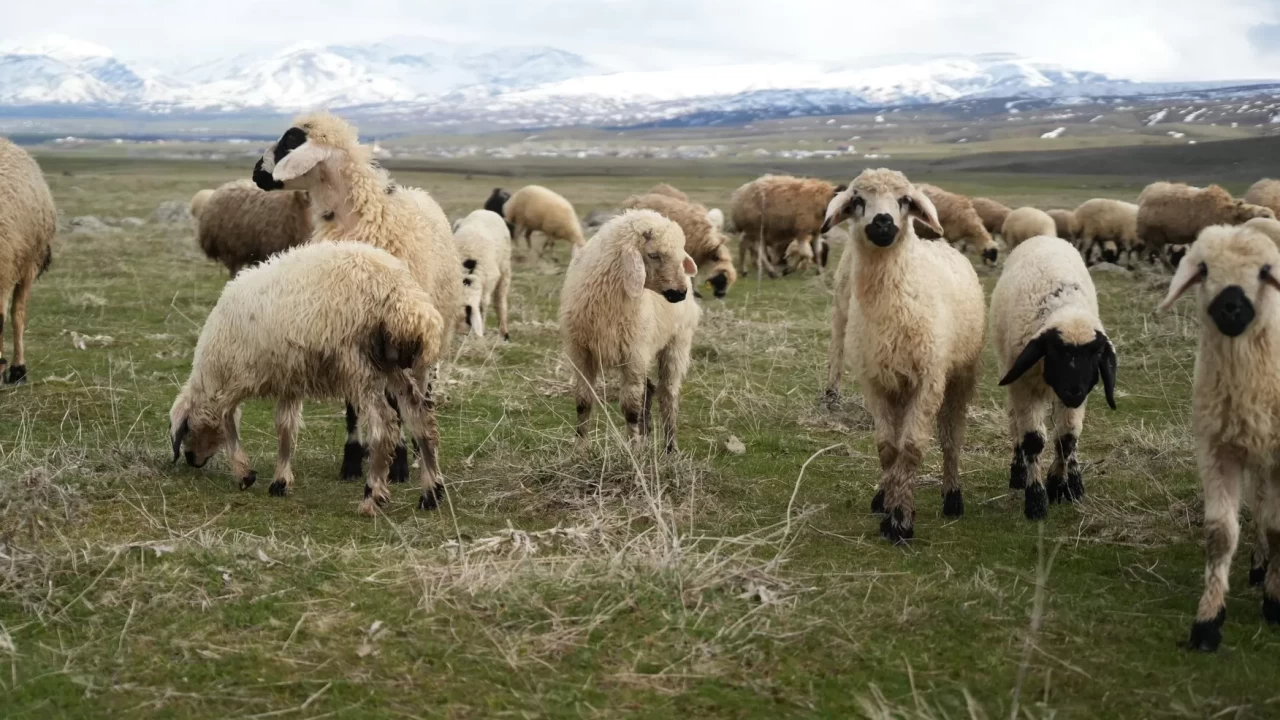 Baharla birlikte Muş Ovası'nda meralar canlandı, koyun ve kuzular seslendi!