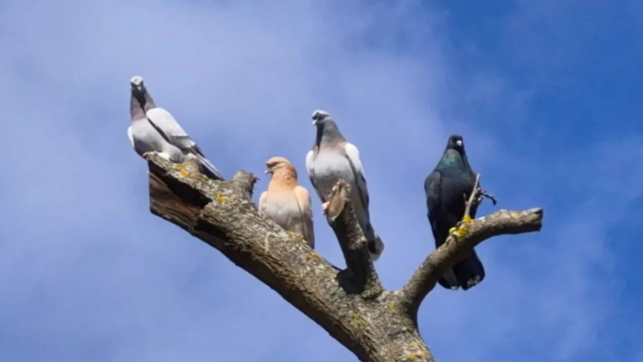 1 milyona, bir ev parasına kuş veren var