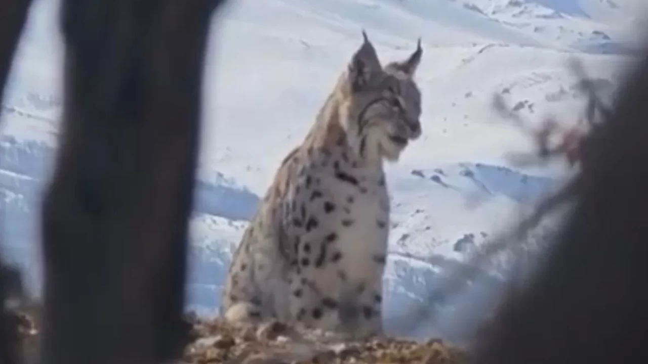 Elazığ'da doğa harikası: Vaşak, kurt ve dağ keçisi aynı anda görüntülendi
