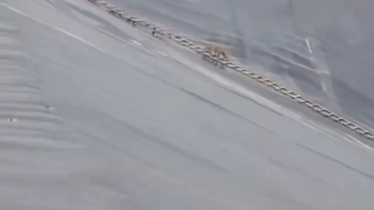 Şanlıurfa'da çakalın kurtuluş mücadelesi: Yapay gölete düşen çakal merdivenle kurtarıldı