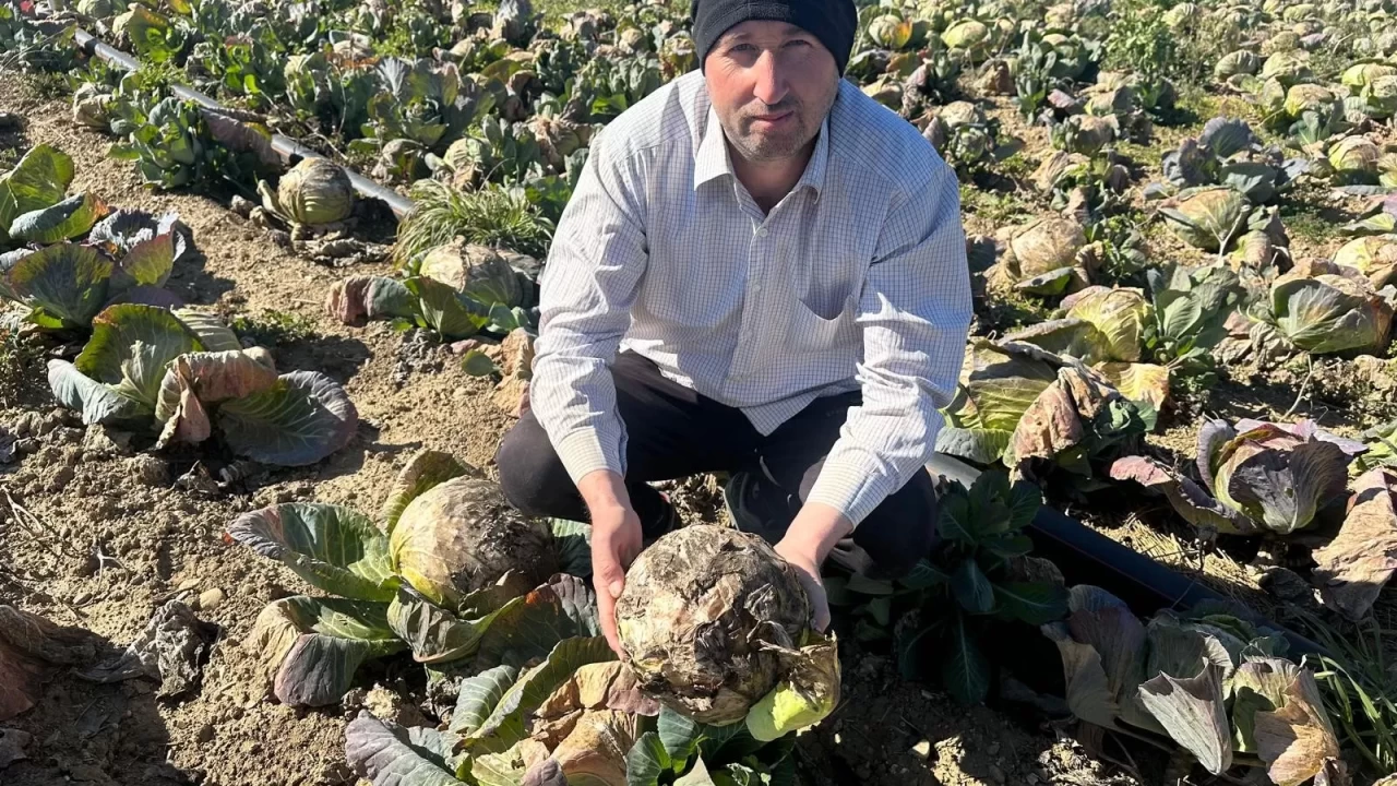 Pazarda 70 liraya ama kimse yüzüne bakmıyor! Üretici Tarım Kredi'ye çağrı yaptı