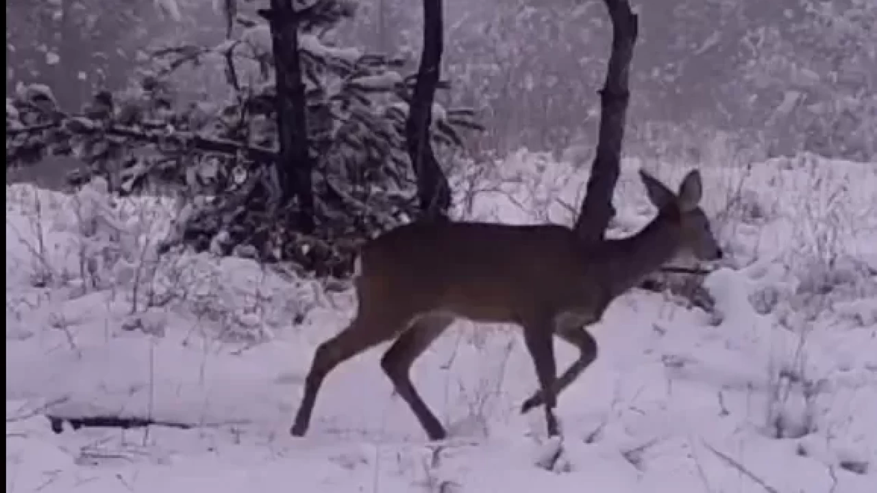 Doğanın sessiz kahramanları: Karadeniz'deki yaban hayvanlarının kış belgeseli!