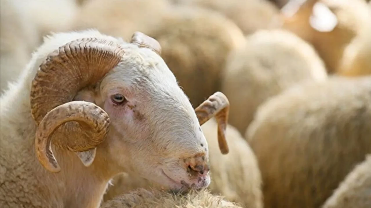 2026 Kurbanlık Fiyatları Ne Kadar? Kurban Bayramı Ne Zaman?
