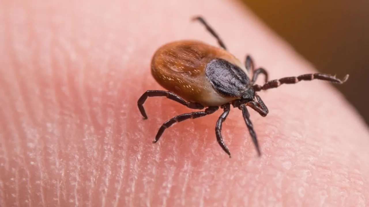 Bu yıl sayıları çok daha fazla olacak! Yağışlar keneleri coşturdu: İşte kritik tarih