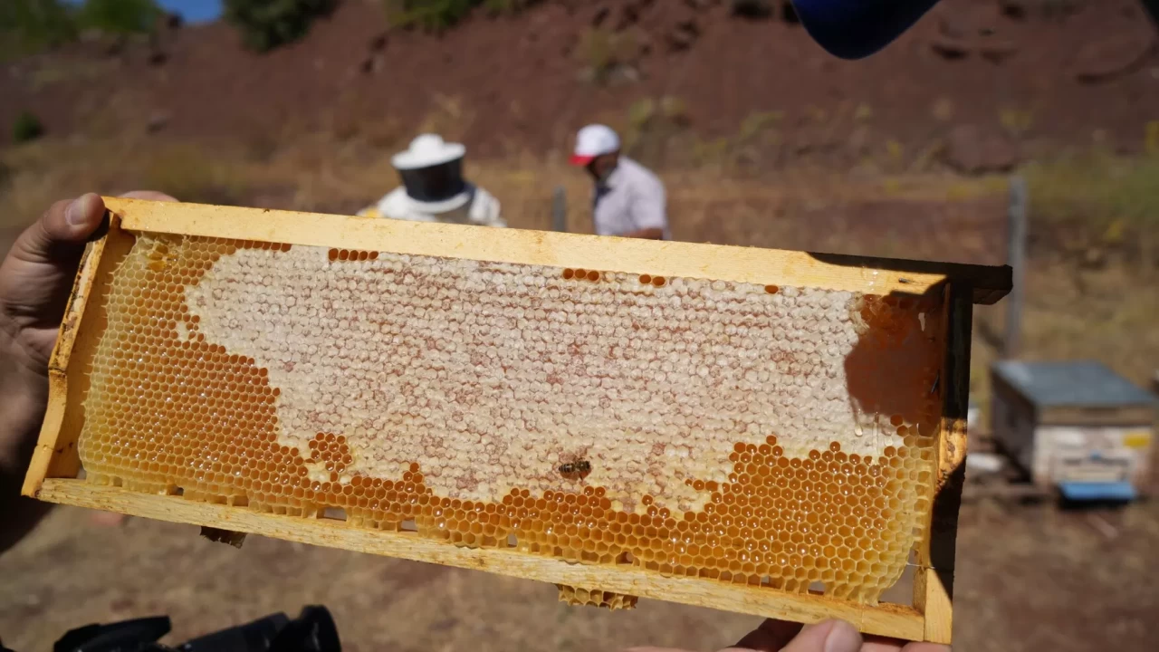 Erzincan Geven Balı'na coğrafi işaret müjdesi! Tescil alındı