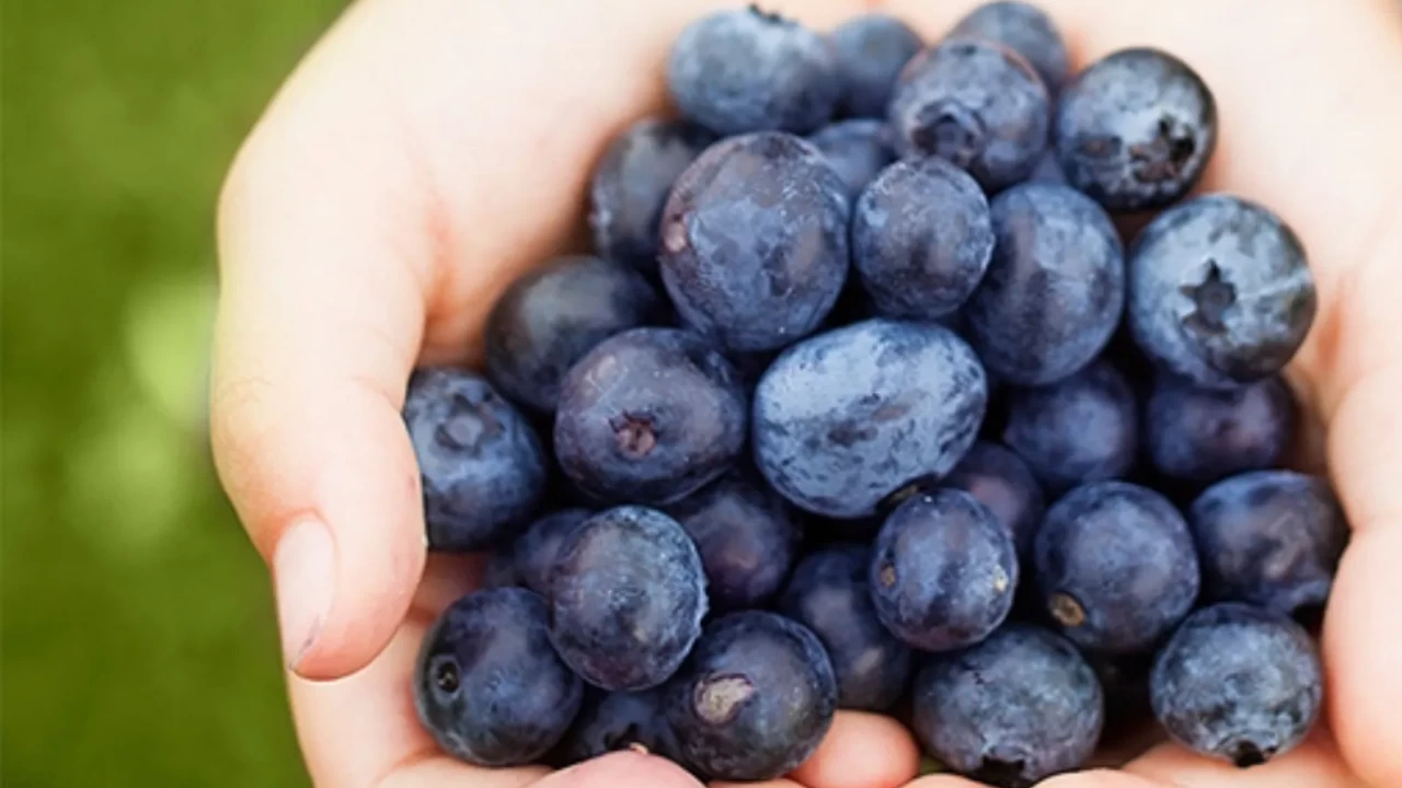 Antioksidan Deposu 3 Süper Meyve | Hücrelerinizi Renklerle Koruyun