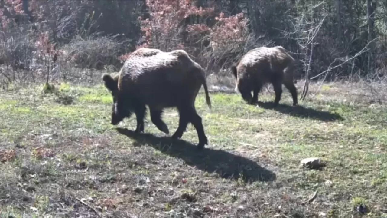 Ovacık'ta doğa harikası görüntüler! Yaban domuzları, kurtlar ve yaban kedisi fotokapanda yakalandı