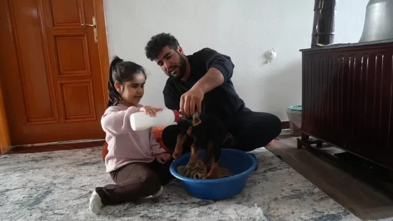 Muş'ta besici Abuzer Güngör’ün oğlak sevdası: Bakım hikayesi kalpleri ısıttı