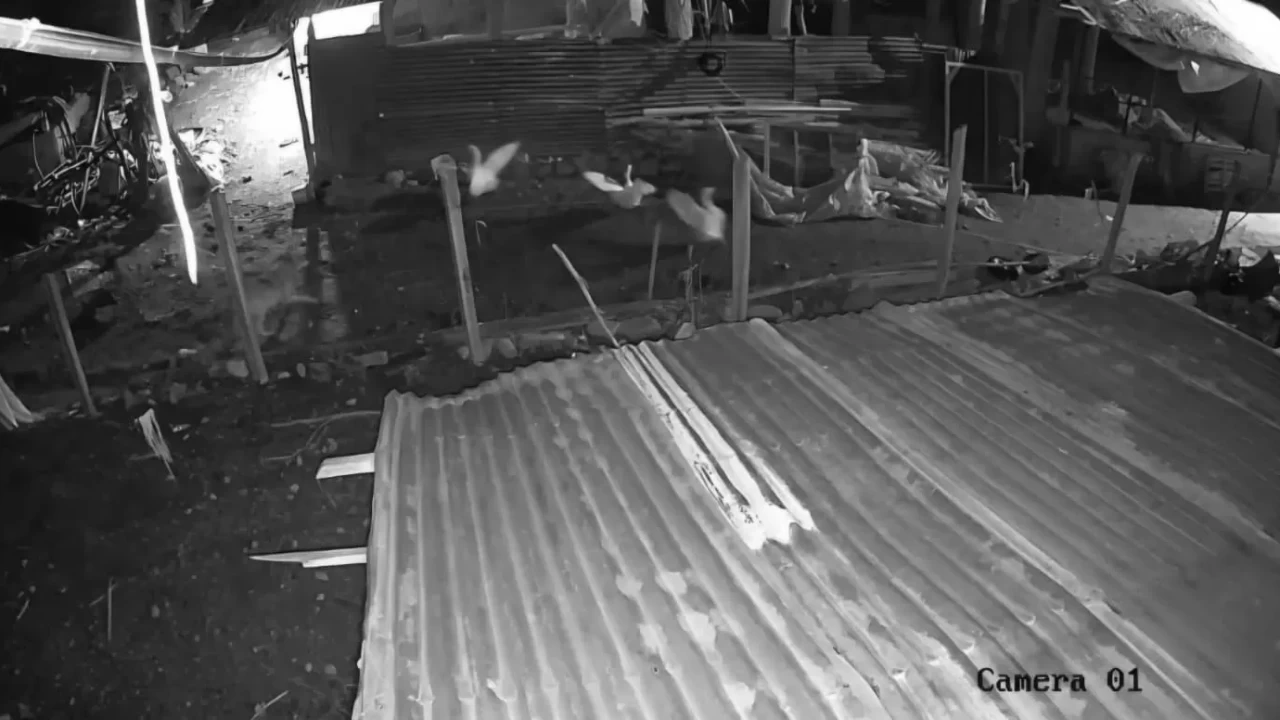 Kurt, Darende'de kazı avladı! O anlar kamerada!