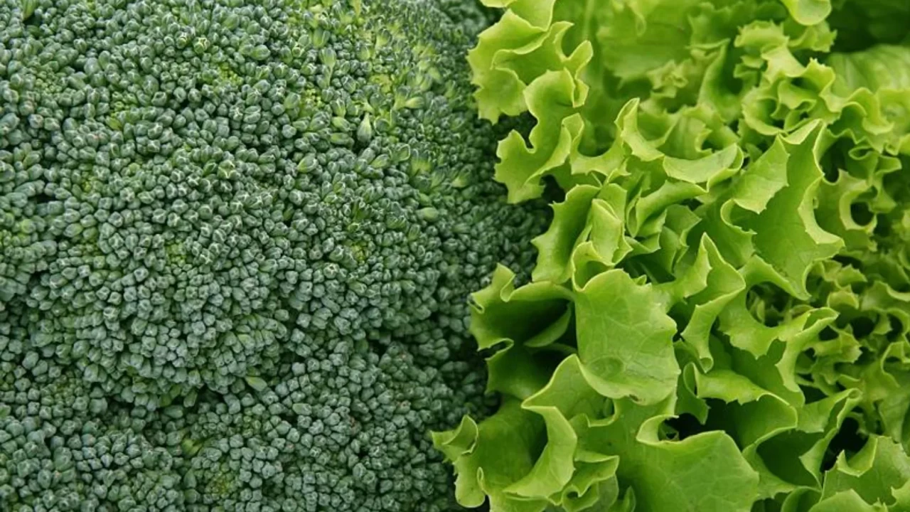 Beyin Dostu Yeşil Sebzeler | Hafızayı Gençleştiren B9 ve K Vitamini