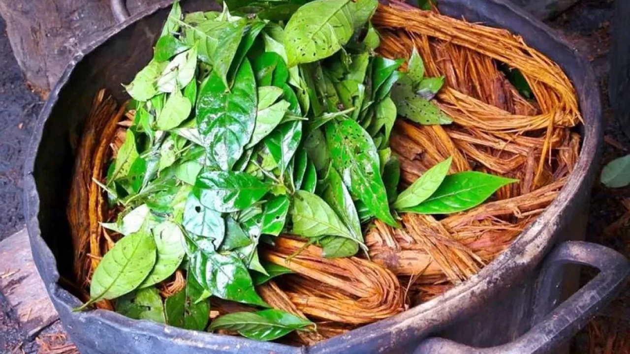 Ayahuasca çayı ve DMT nedir? Ayahuasca çayı yasak mı? Yusuf Güney ile gündemde!