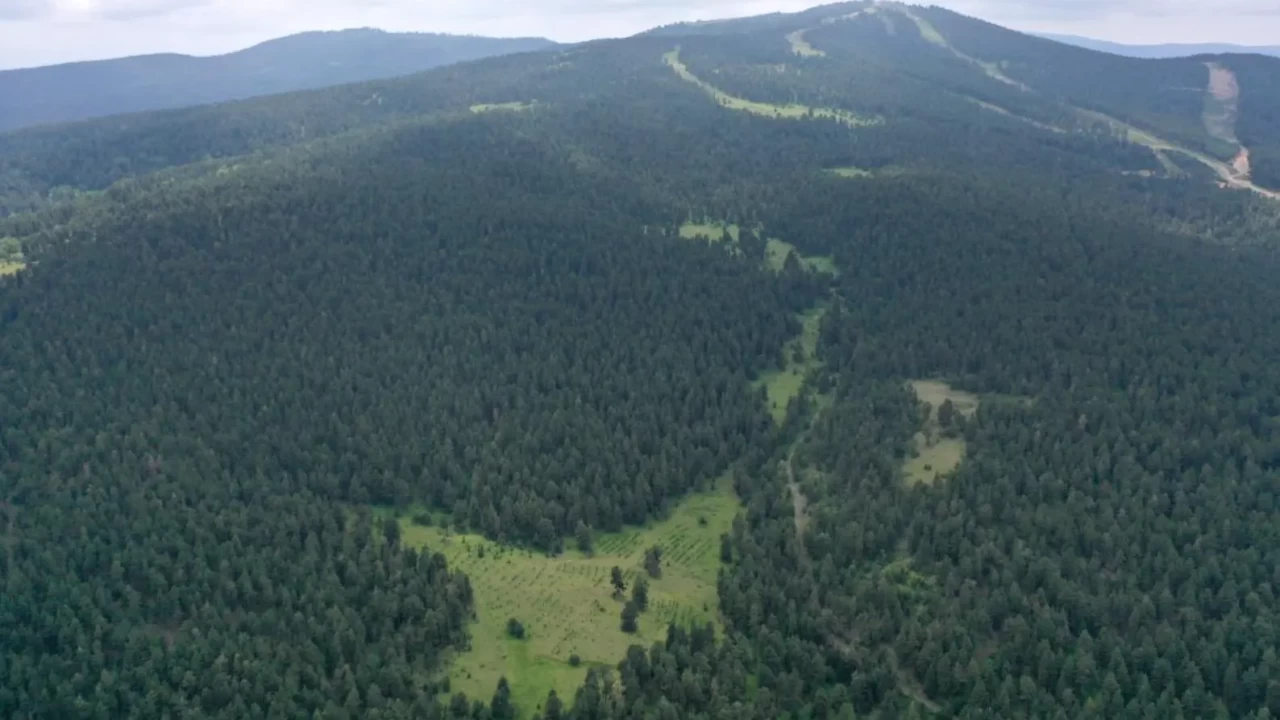 İskenderun’da ormanlık alanda kan donduran olay: 33 yaşındaki gencin cesedi bulundu!