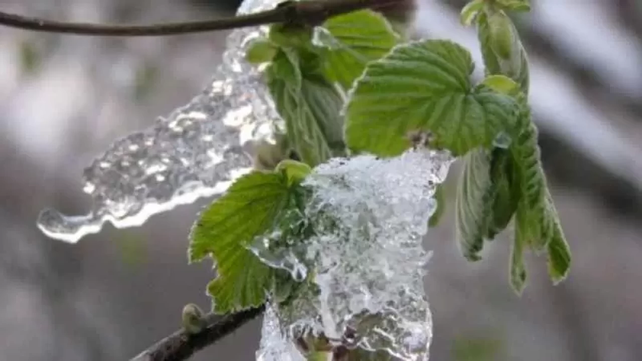 Tarım Bakanlığı'ndan dikkat çeken uyarı: Üreticiler zirai don riskiyle karşı karşıya!