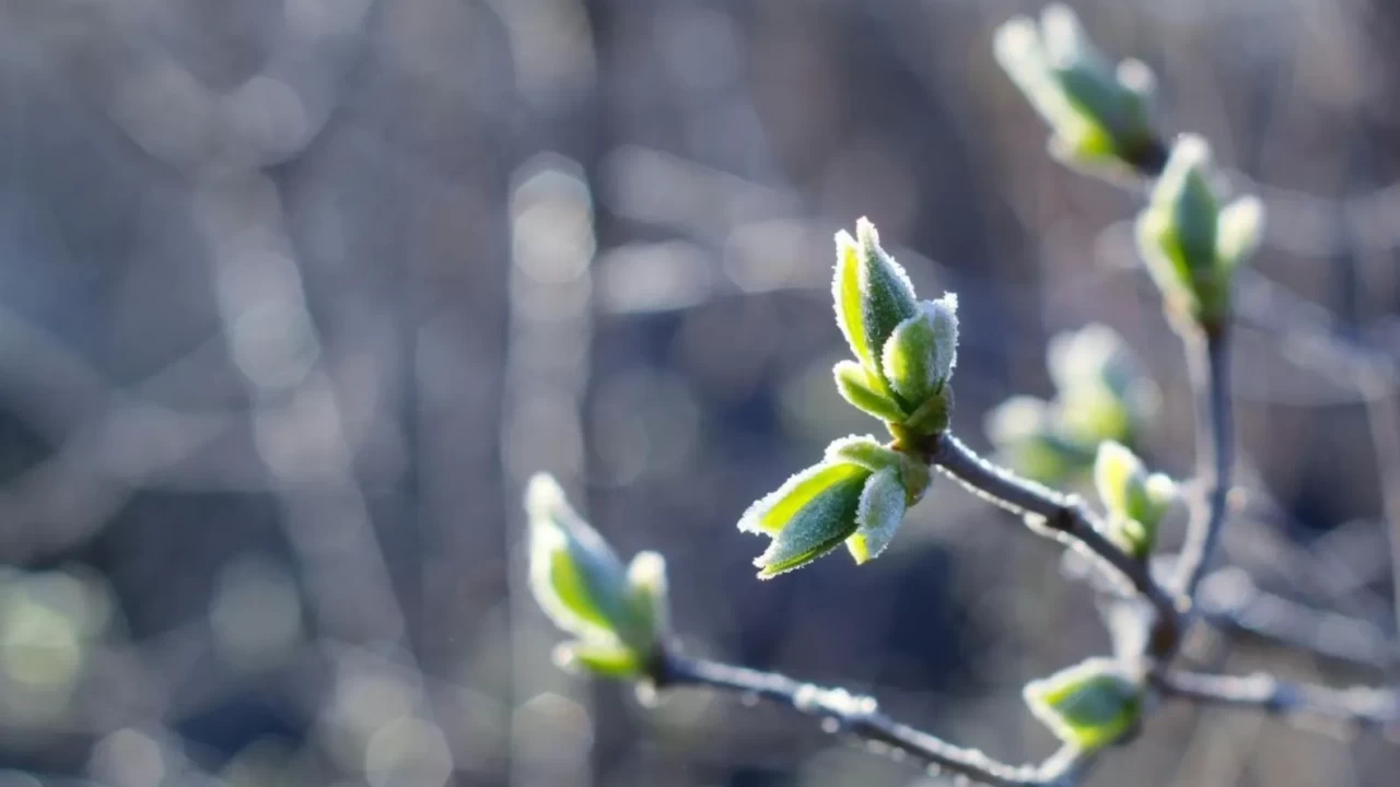 Malatya Valiliği'nden zirai don uyarısı: 11-14 Nisan arasına dikkat