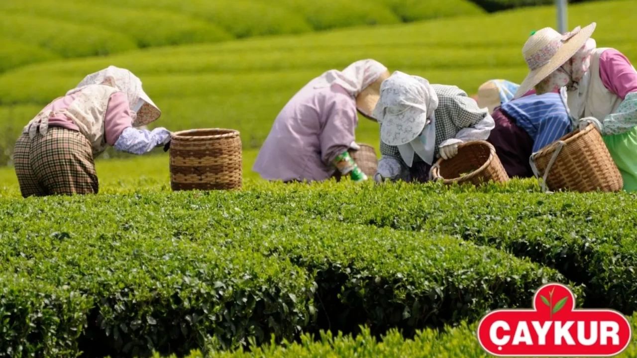 ÇAYKUR 40 Yaş Sınırı Kalktı mı? 25 Nisan Resmi Gazete Kararları! ÇAYKUR Sözleşmeli Personel Atama Şartları Neler?