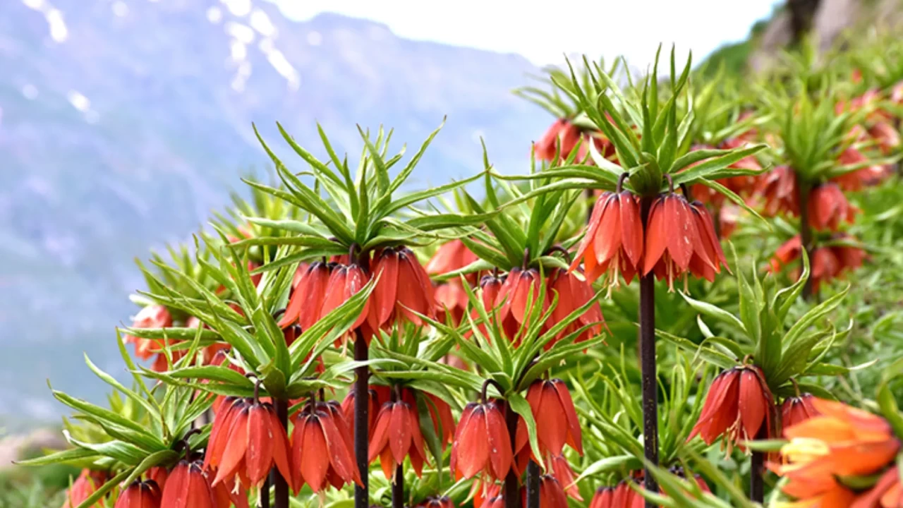 TERS LALE KOPARMANIN CEZASI DUDAK UÇUKLATTI! 2026 Ters Lale nerede yetişir, Hangi illerde var? İşte 'Ağlayan Gelin' hakkında her şey!