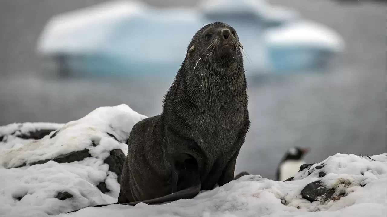 Uluslararası Doğayı Koruma Birliği alarm verdi! Antarktika türleri “nesli tehlikede” listesinde