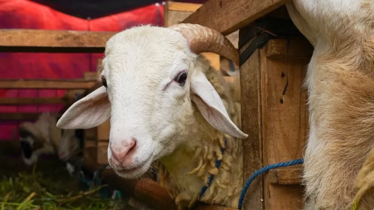 Kurban Bayramı'na kaç gün kaldı 2026? Kurban Bayramı hangi ay? Diyanet tarihi