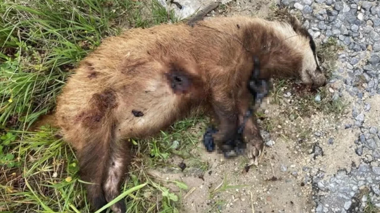Nesli tükenmek üzereydi! Aydın'da vurularak öldürüldü