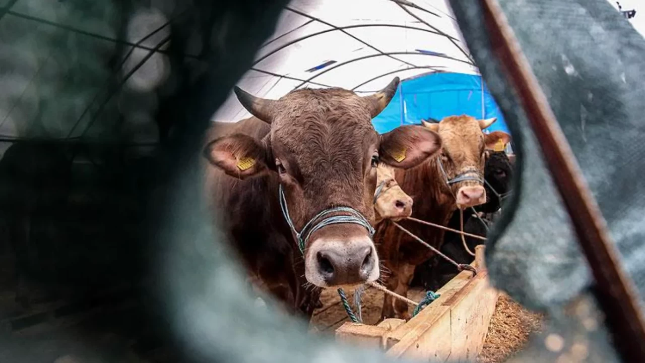 2026 kurban fiyatları belli oldu! Diyanet yurt içi ve yurt dışı fiyatlarını duyurdu