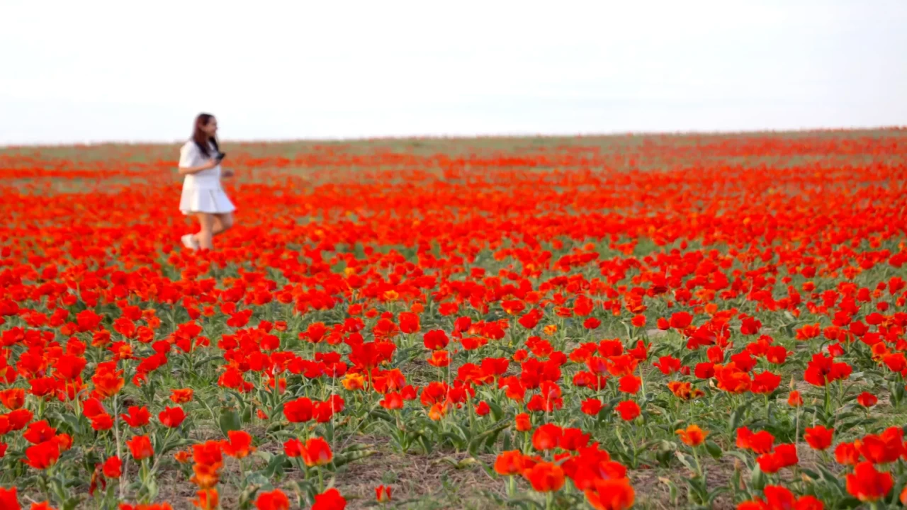 Tabloları andıran görüntüler! Kazakistan'da açan laleler hayran bıraktı